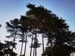 -深圳湾公园(南山区)