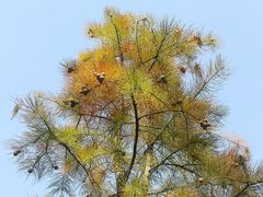 -南京眼步行桥