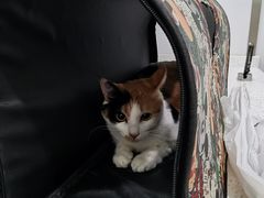 -佳雯宠物医院(金华南路分院)