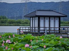 -长田漾湿地公园