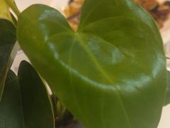 -眉州东坡(亚运村店)