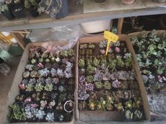 -平吉花卉市场