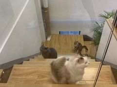 -啵啵喵·猫咖(攀华国际店)