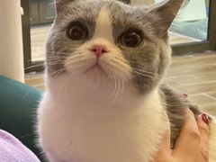 -猫大福·Fortune Cat猫舍(百子湾店)