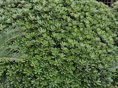 -合肥滨湖国家森林公园