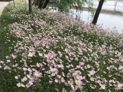 -昆山城市生态森林公园