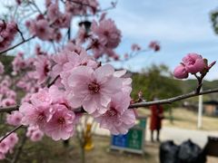 -苏州上方山国家森林公园