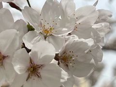 -高东镇樱花园