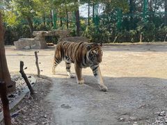 -上海野生动物园老虎餐厅