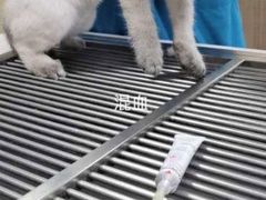 -思宇宠物医院