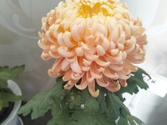 -杭州植物园
