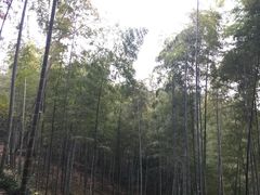 -上海佘山国家森林公园天马山园