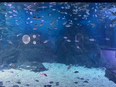 -烟台海昌鲸鲨海洋公园