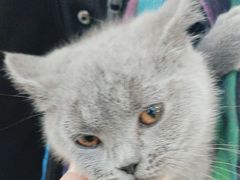 -中农国际动物医院24小时·猫科·骨科·急重症中心