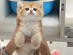 -lincat·猫舍(广州店)