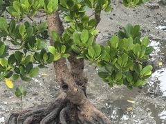 -北海金海湾红树林生态旅游区