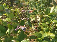 -南戴河国际娱乐中心