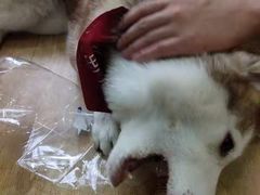 -Husky Go! 哈士奇体验馆·宠物咖啡厅狗咖