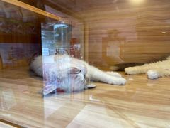 -喵百万·布偶·蓝金金渐层英短·猫舍(百子湾店)