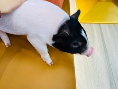 -猪盟咖啡店(玖洲道店)