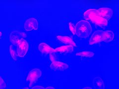 -芜湖新华联大白鲸海洋公园