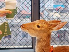 -怪兽屋·羊驼·猫咖·狗咖(俊华广场店)