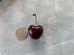 车厘子-西郊国际农产品交易中心