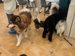 -Let's go狗咖·猫咖·奶狗·桌游(春熙路IFS店)