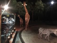-清迈夜间动物园