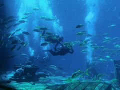 -亚特兰蒂斯•OSSIANO奥西亚诺海底餐厅