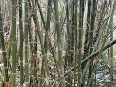 -开平碉楼文化旅游区马降龙景区