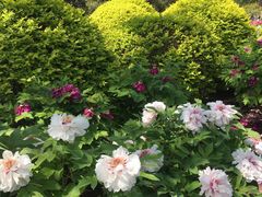 -莲花池公园