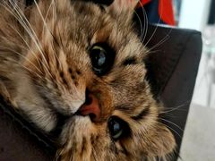 -伟伟宠物医院·瑞派猫友好医院·猫科(光谷店)