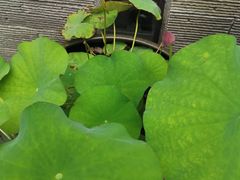 -观桥阁(锦溪店)