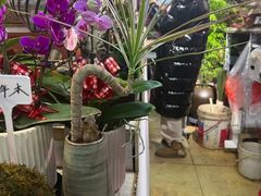 -花鸟鱼虫鲜花绿植市场(玉泉路店)