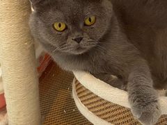 -momokira米努特·德文卷毛猫·棉花面纱犬