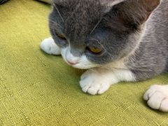 -Cappucimeow猫咪咖啡馆(韦伯时代店)