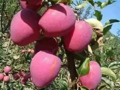 -庆岭迎宾园正宗活鱼馆