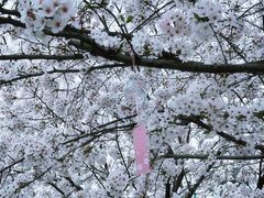 -高东镇樱花园