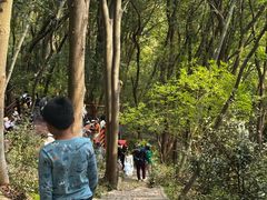 -上海佘山国家森林公园天马山园