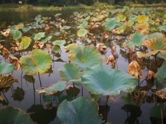 -新江湾城公园