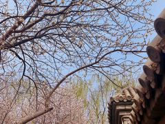 -桃花堤公园