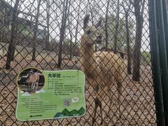 -大连森林动物园