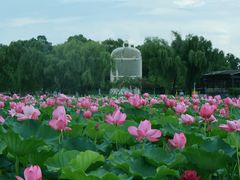 -荷花公园