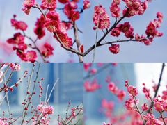 -天鹅湖体育公园