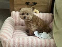 -佳雯宠物医院·皮肤科·内外科(春晓路分院)