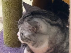 -三花喵·撸猫购宠·宠物生活馆(虹桥南丰城店)