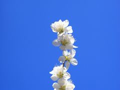 -护国法轮寺