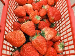 -胜丰草莓采摘园