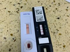 -睿金宠物医院·CT·肿瘤·骨外科